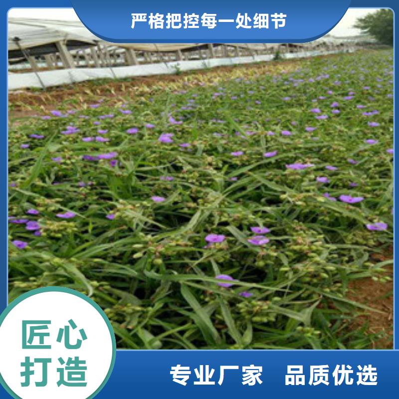 时令草花,【柳叶马鞭草/薰衣草】种类丰富