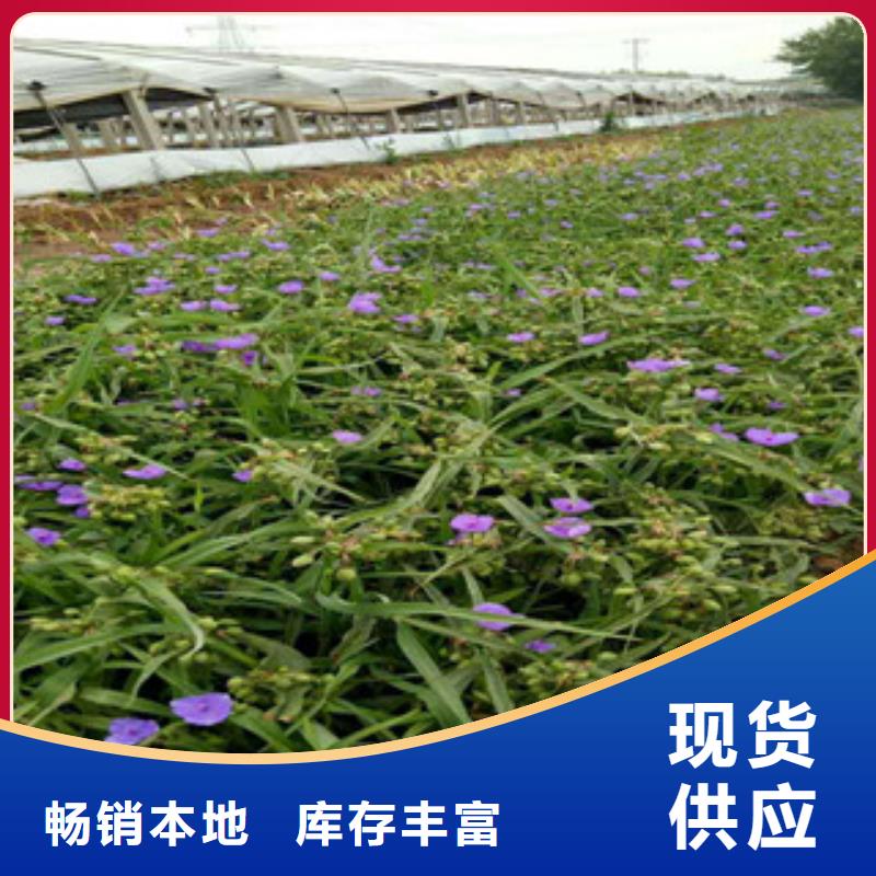时令草花宿根花卉基地专注产品质量与服务