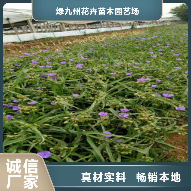 时令草花-耐寒耐旱草花基地产地批发