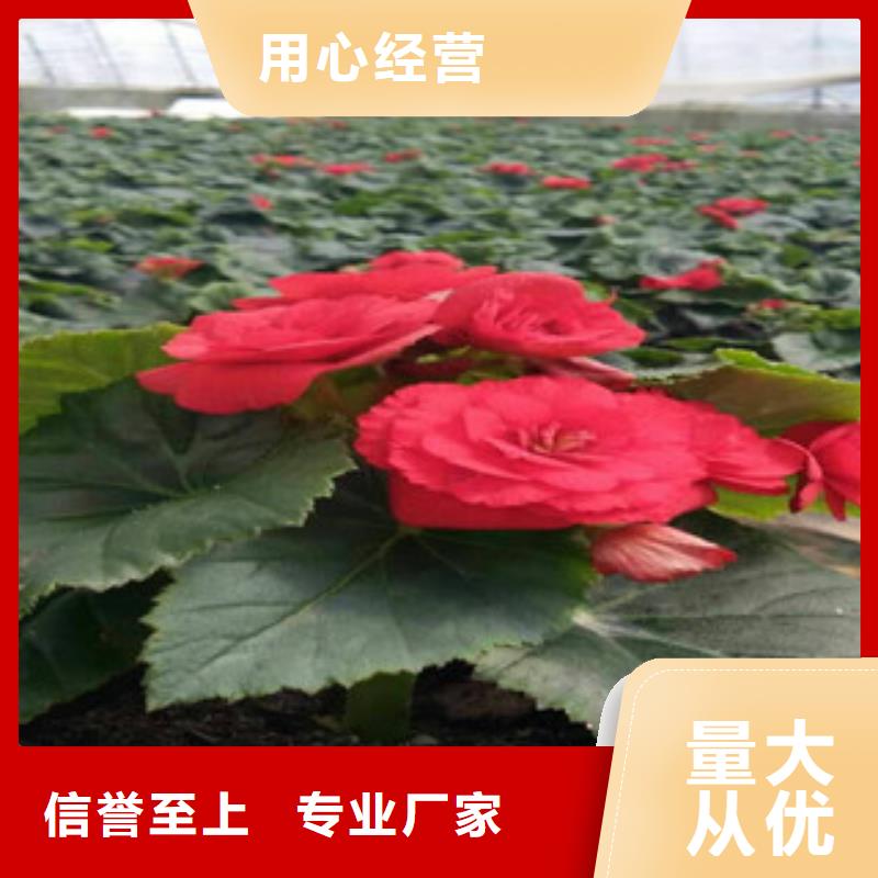 时令草花-花海景观工程按需设计