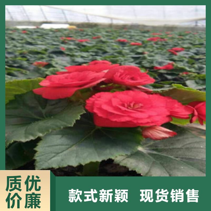 时令草花-耐寒耐旱草花基地质量为本