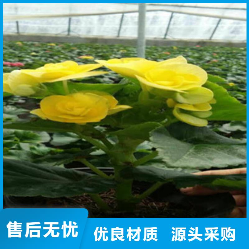 时令草花【五一国庆草花批发】保质保量