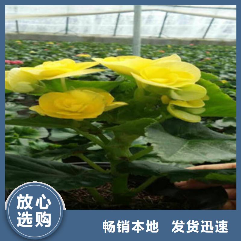 时令草花,【柳叶马鞭草/薰衣草】种类丰富