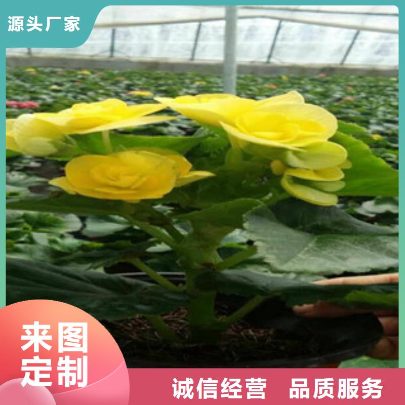 时令草花耐寒耐旱草花基地种类多质量好