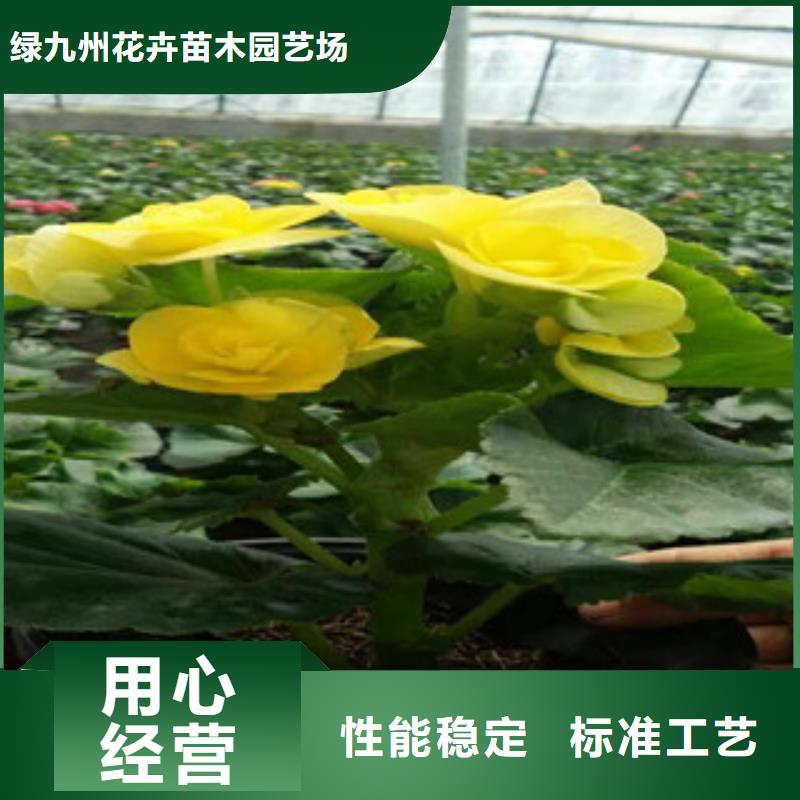 时令草花-观赏草/蒲苇狼尾草满足多种行业需求