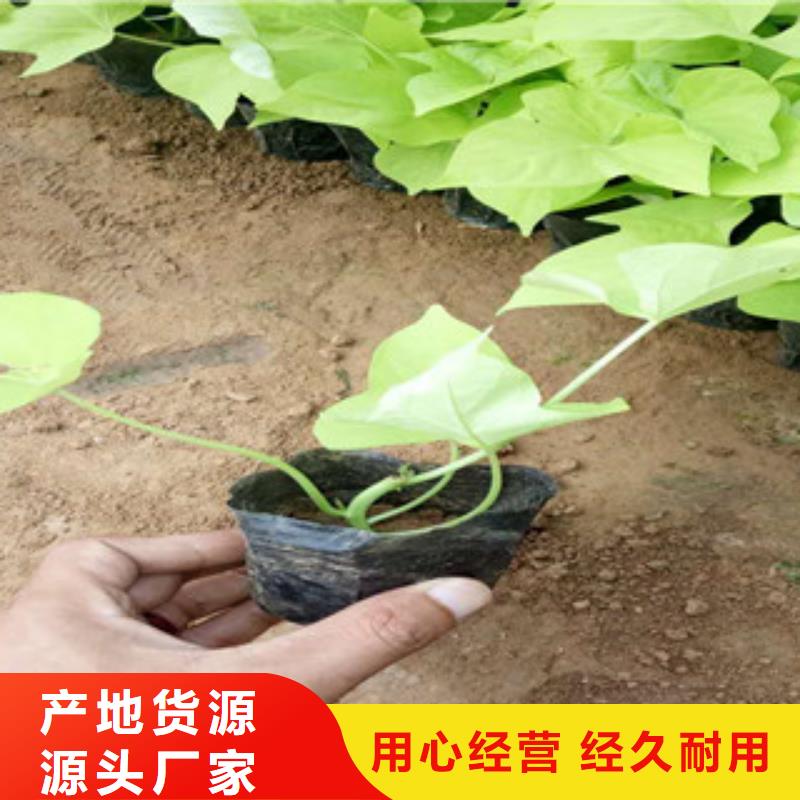 时令草花耐寒耐旱草花基地专业生产厂家