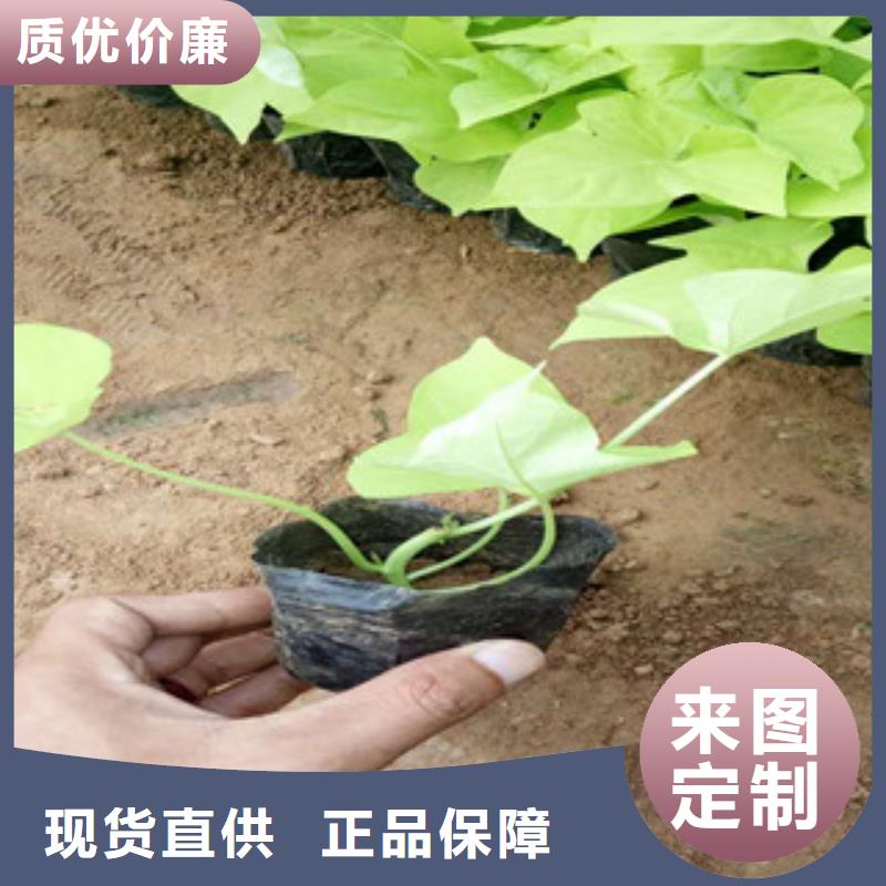 时令草花耐寒耐旱草花基地批发商