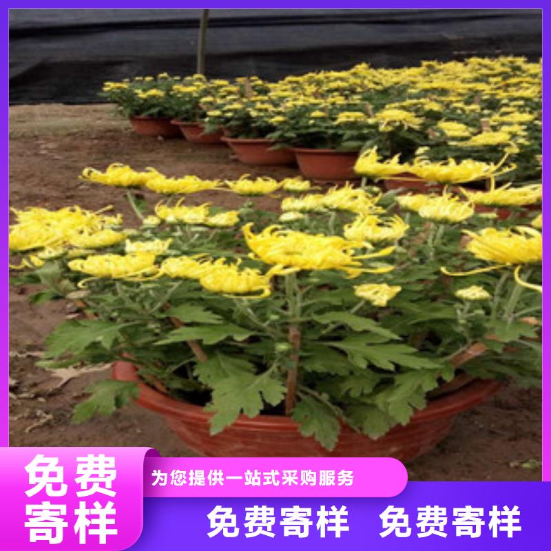 时令草花-耐寒耐旱草花基地质量为本