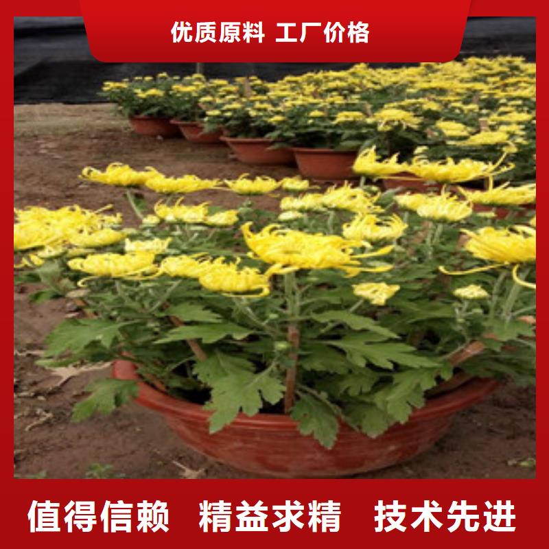时令草花-耐寒耐旱草花基地产地批发