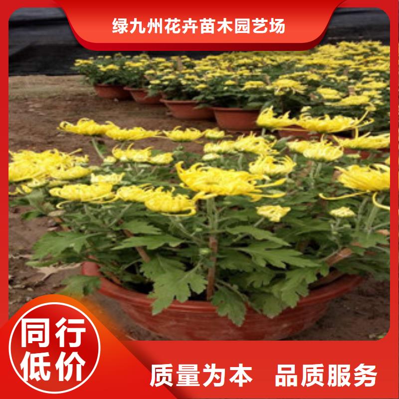 时令草花水生植物/荷花睡莲用心服务