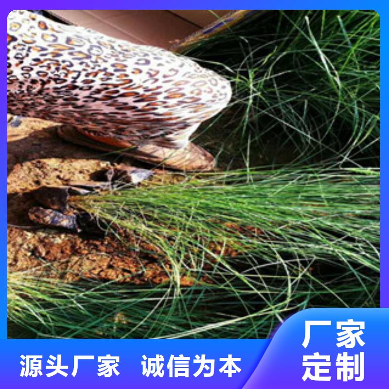 时令草花-观赏草/蒲苇狼尾草满足多种行业需求