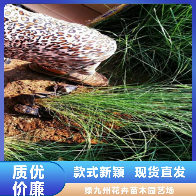 时令草花-观赏草/蒲苇狼尾草满足多种行业需求