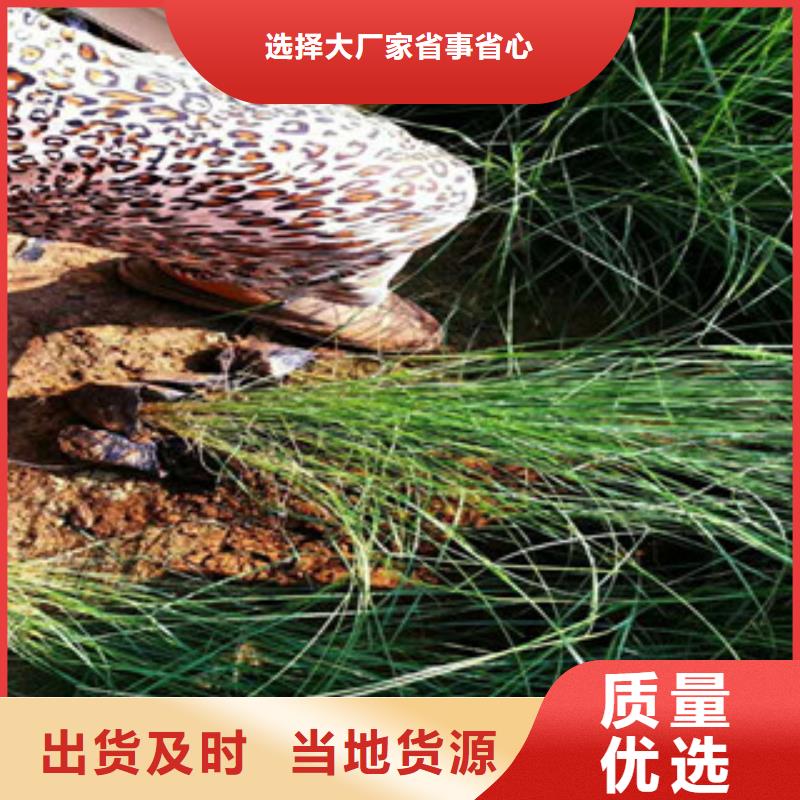时令草花【五一国庆草花批发】保质保量