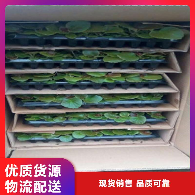 时令草花-水生植物/荷花睡莲实力厂商
