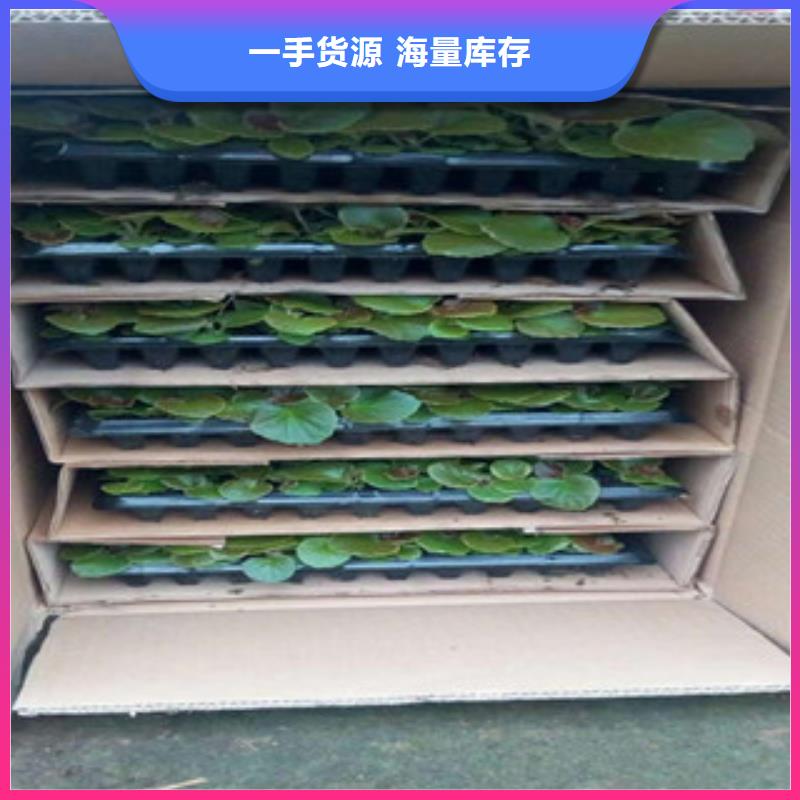 时令草花水生植物/荷花睡莲现货充足量大优惠