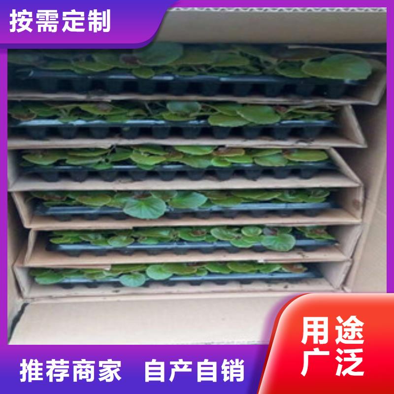 时令草花宿根花卉基地专注产品质量与服务