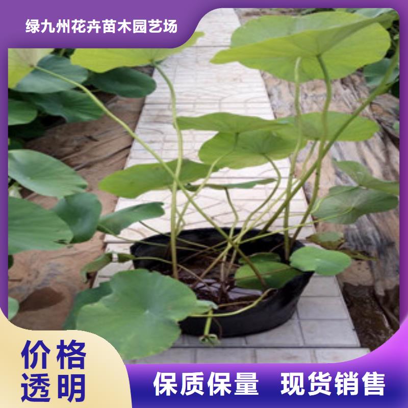 时令草花鲁冰花/粉黛乱子草一手货源源头厂家