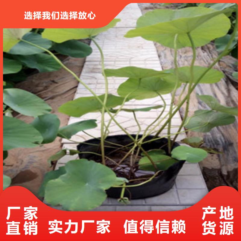 时令草花,【柳叶马鞭草/薰衣草】种类丰富
