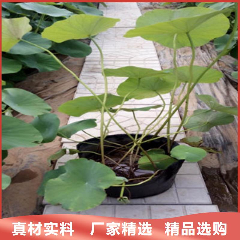 时令草花-水生植物/荷花睡莲实力厂商