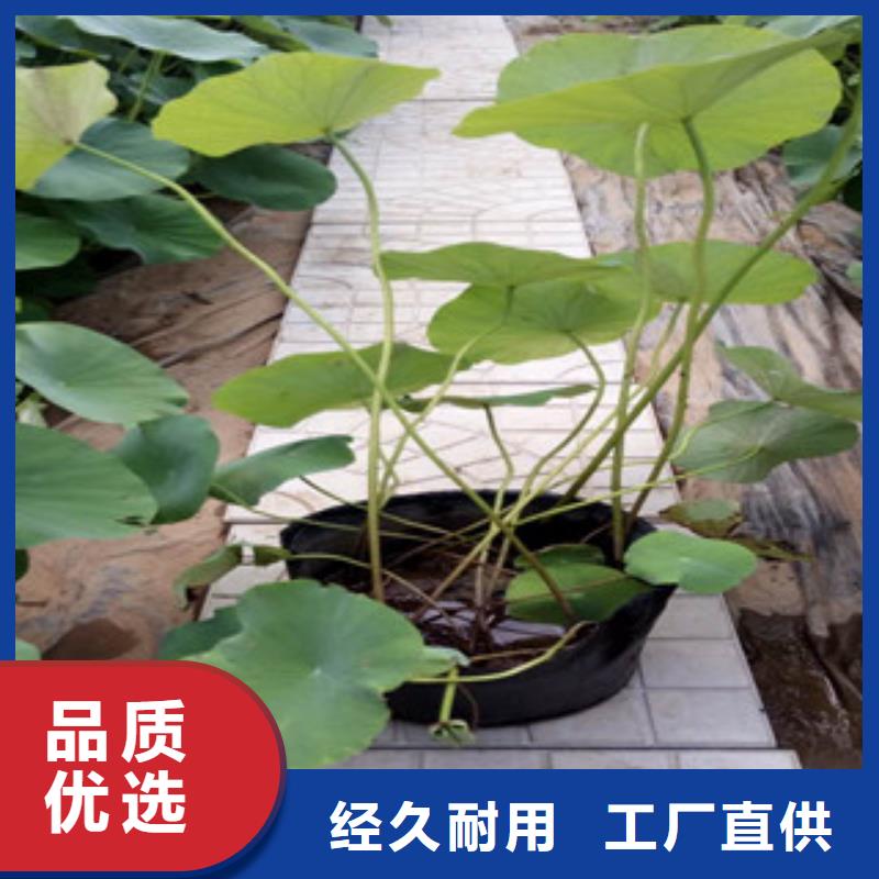时令草花_耐寒耐旱草花基地拒绝伪劣产品