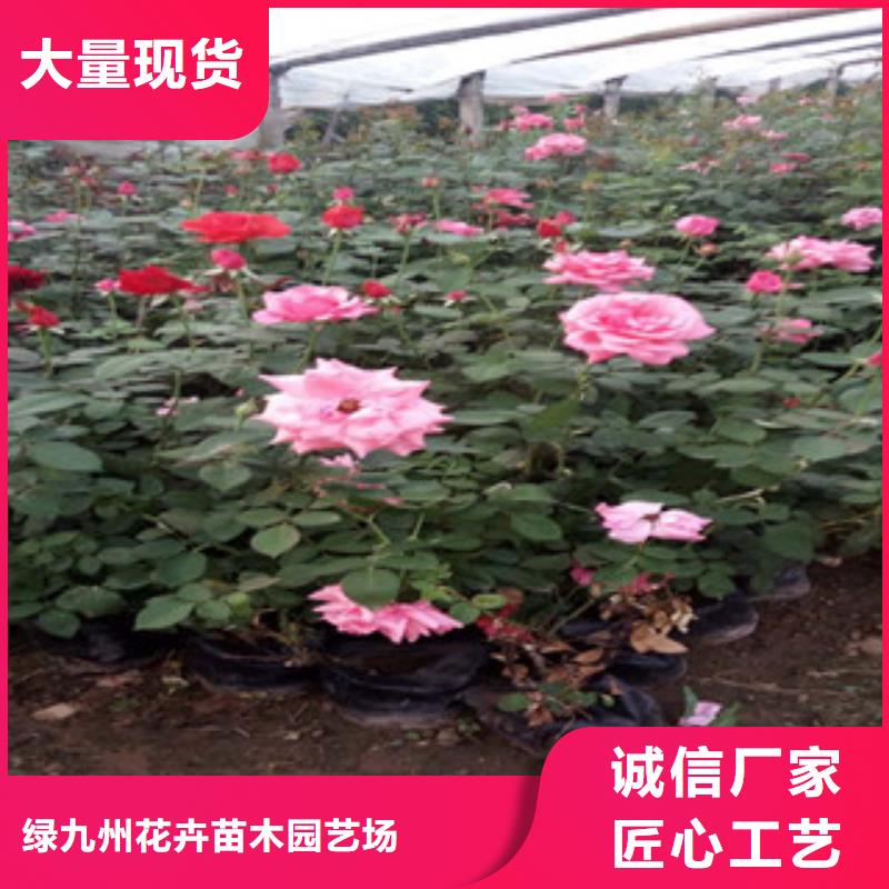 时令草花水生植物/荷花睡莲用心服务