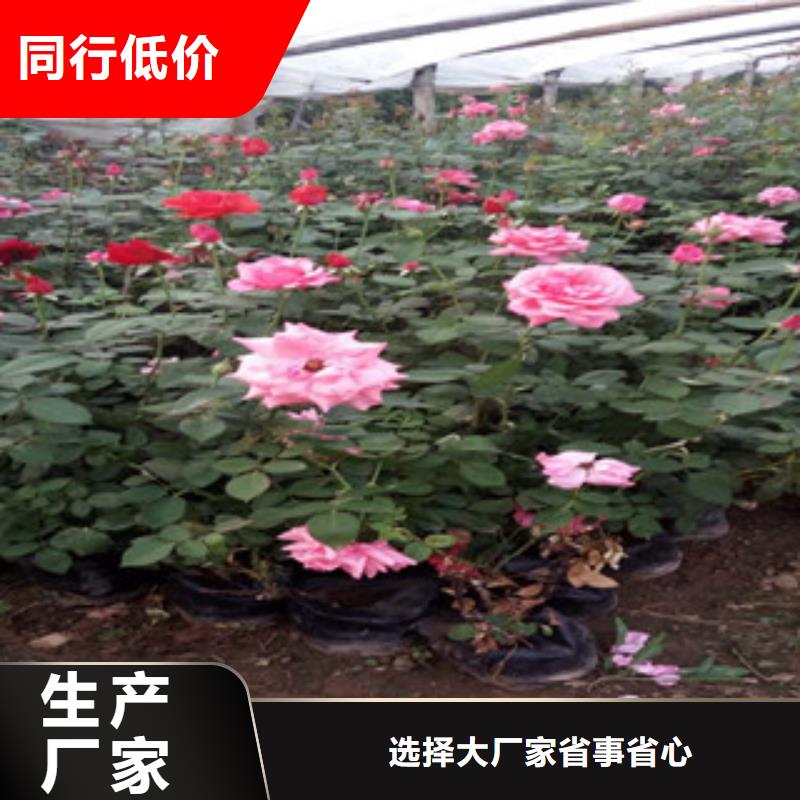 时令草花柳叶马鞭草/薰衣草质优价保