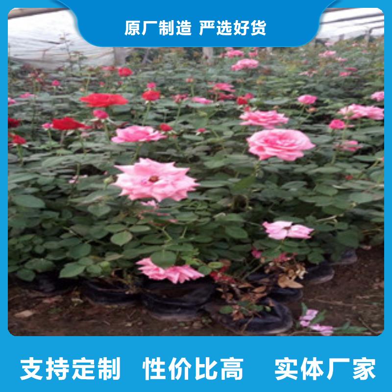时令草花-耐寒耐旱草花基地质量为本