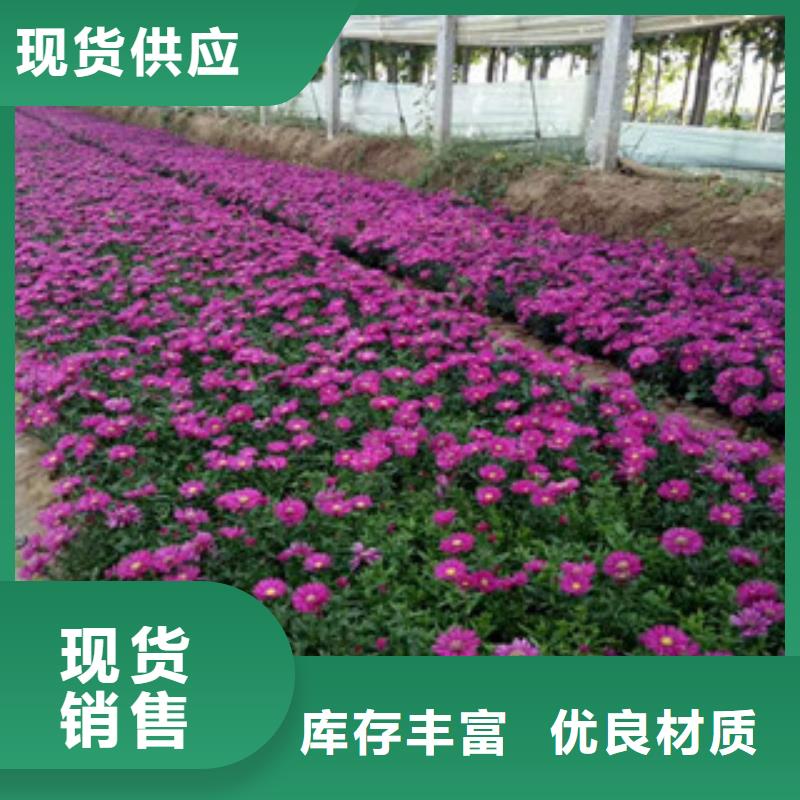 【时令草花_耐寒耐旱草花基地核心技术】