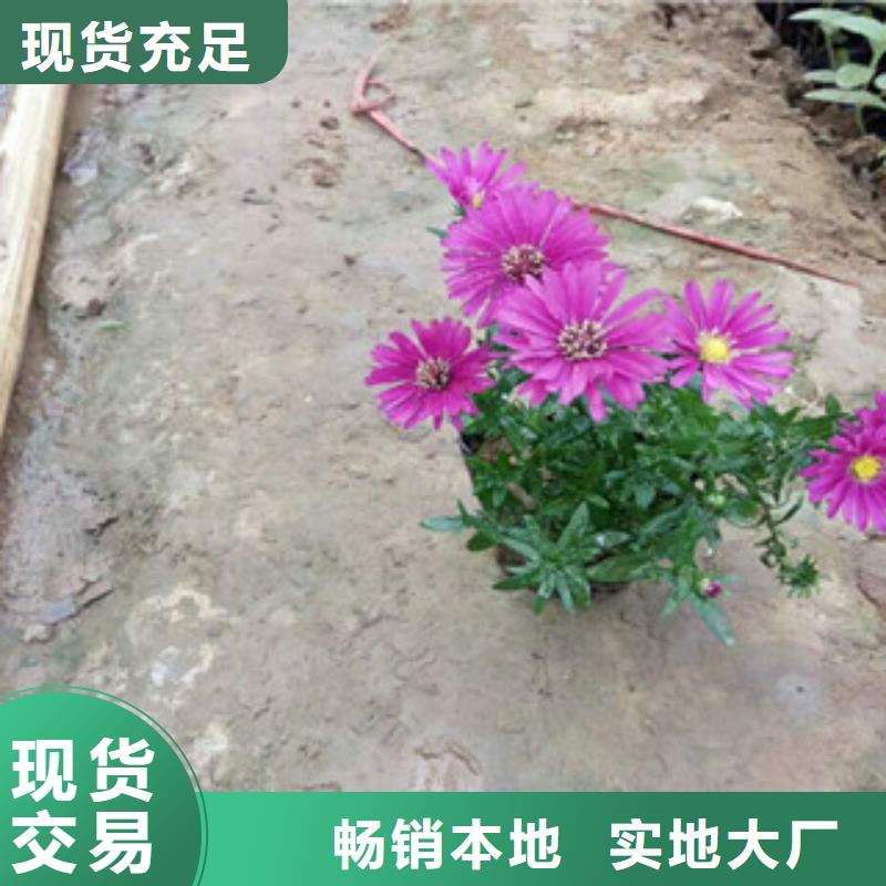 【时令草花】花海景观工程用心服务
