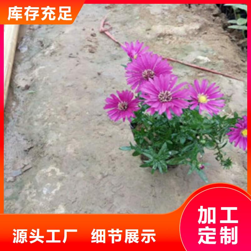 时令草花宿根花卉基地专注产品质量与服务