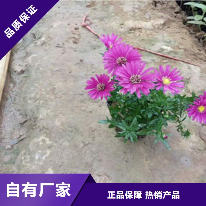 时令草花,【柳叶马鞭草/薰衣草】种类丰富