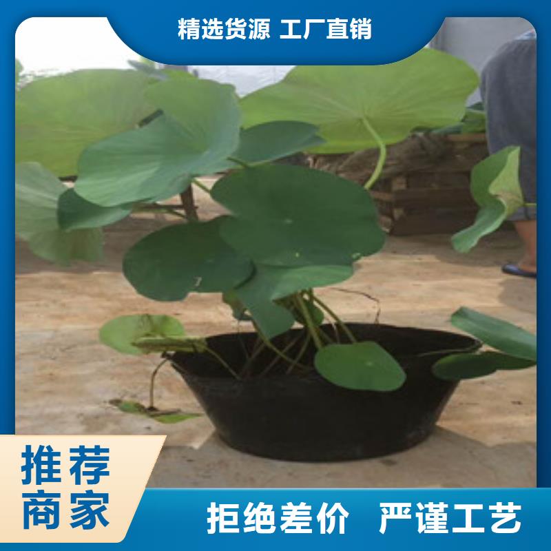 时令草花鲁冰花/粉黛乱子草一手货源源头厂家