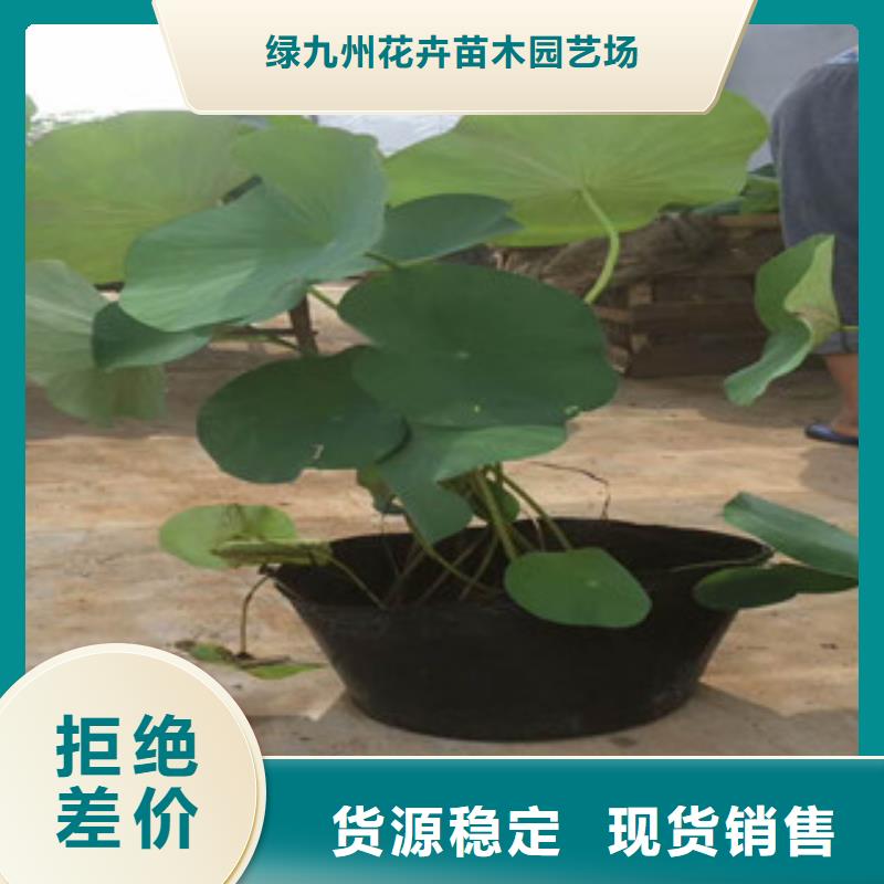 时令草花宿根花卉基地专注产品质量与服务