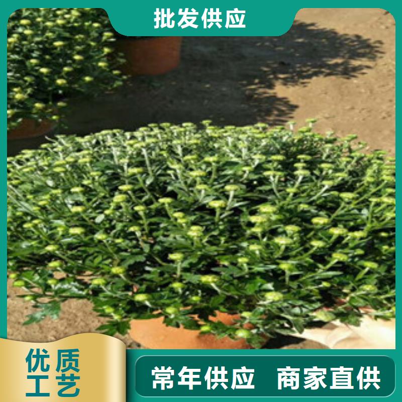 时令草花-观赏草/蒲苇狼尾草满足多种行业需求
