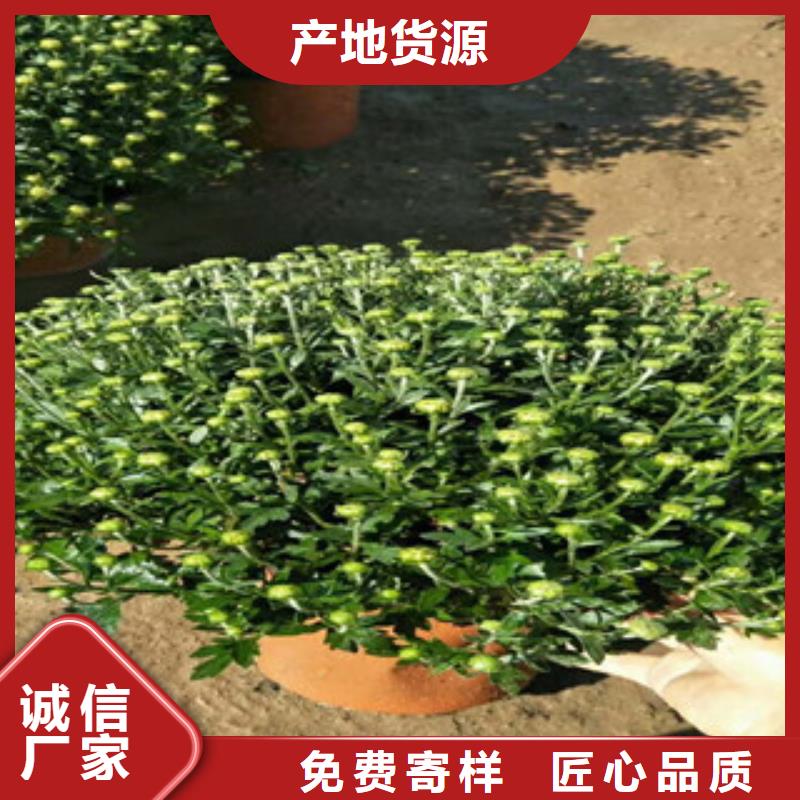 时令草花宿根花卉基地专注产品质量与服务