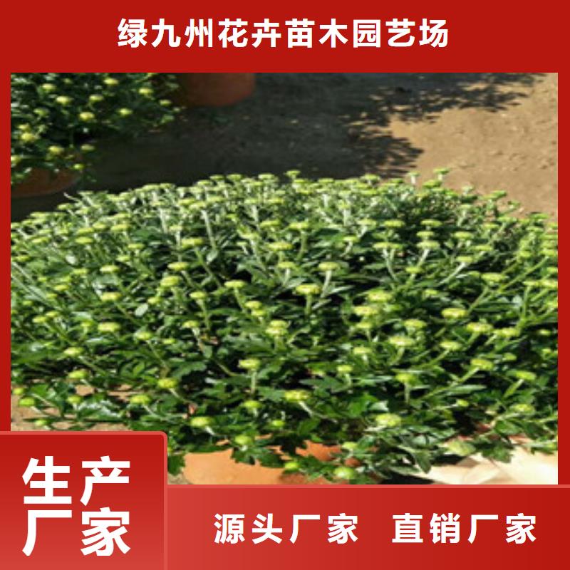 时令草花鲁冰花/粉黛乱子草一手货源源头厂家
