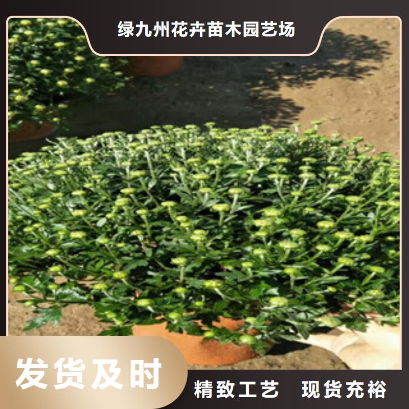 时令草花-五一国庆草花批发的简单介绍