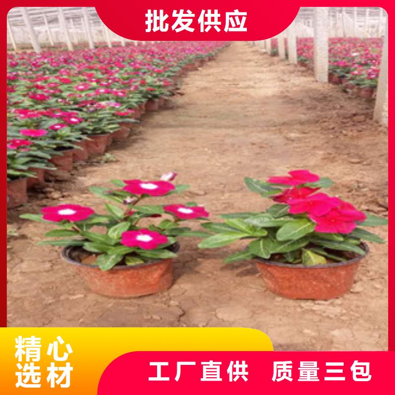 时令草花柳叶马鞭草/薰衣草品牌专营