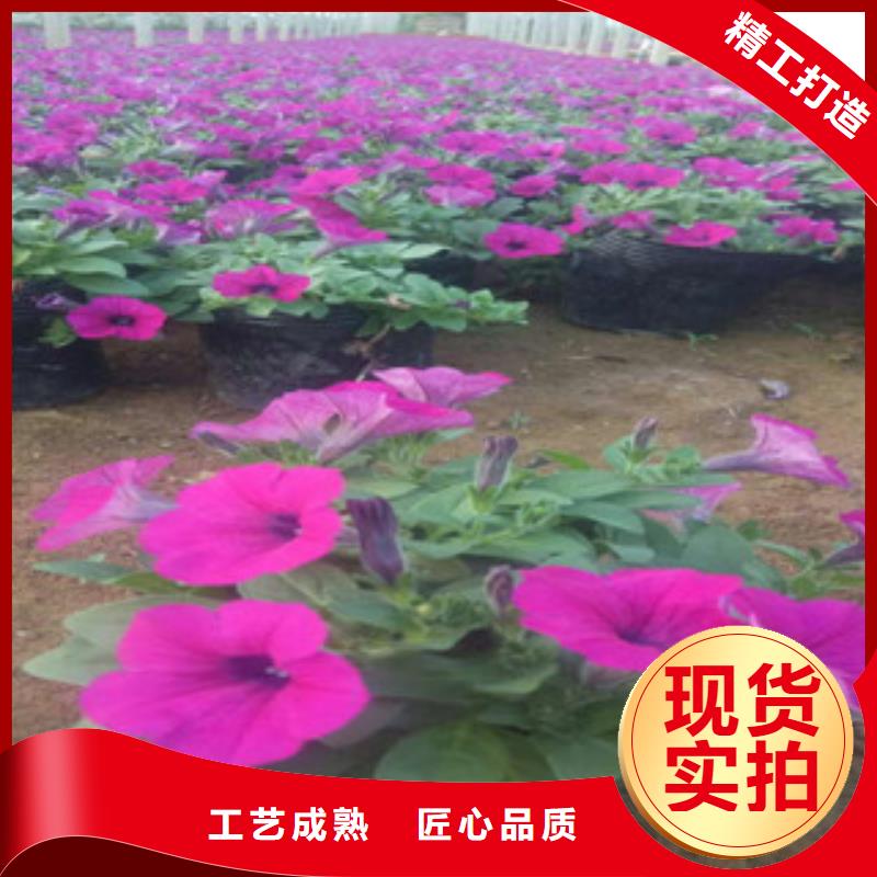时令草花鲁冰花/粉黛乱子草一手货源源头厂家