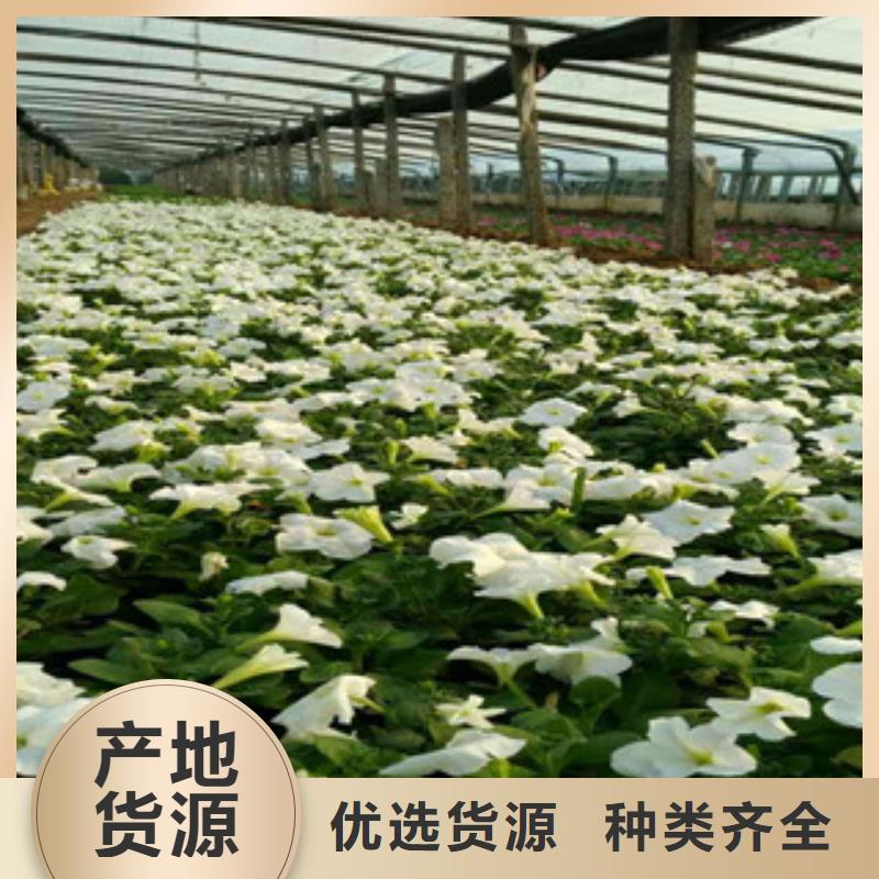 时令草花鲁冰花/粉黛乱子草一手货源源头厂家