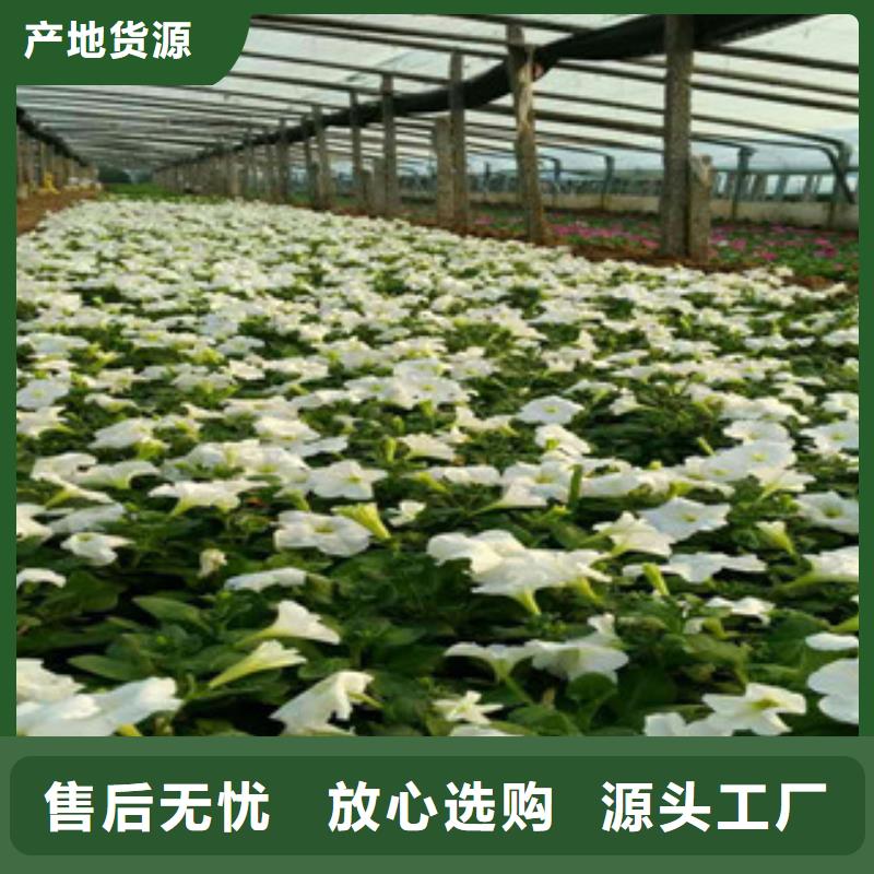 【时令草花】花海景观工程用心服务