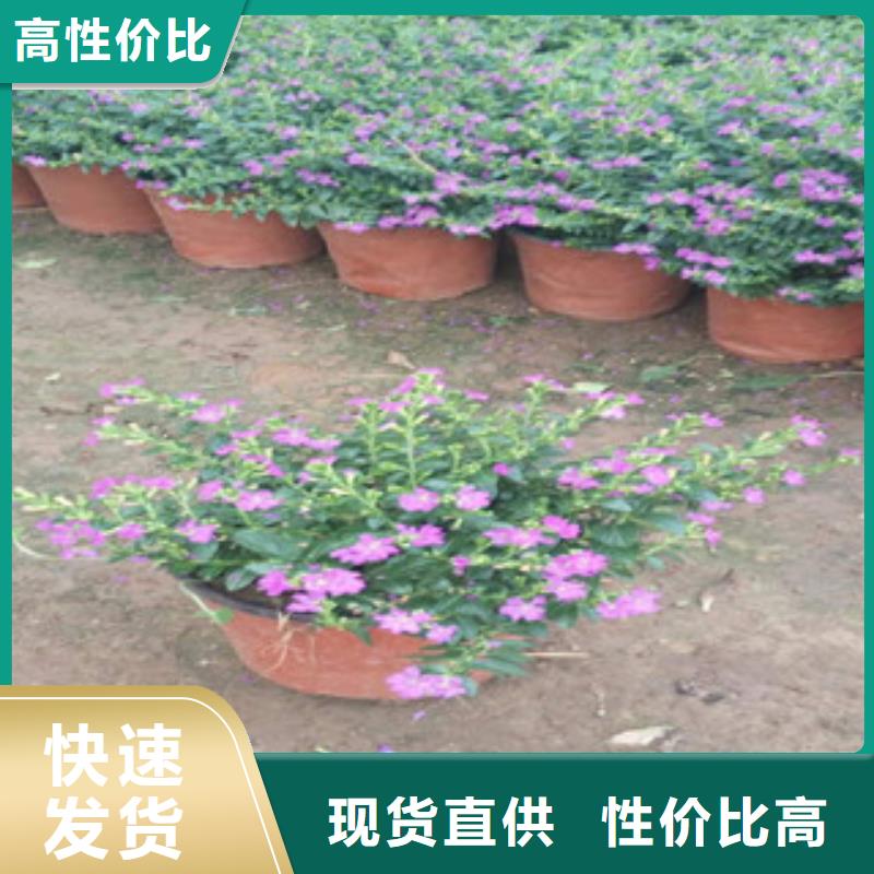 时令草花时令花卉/绿化草花价格实地大厂