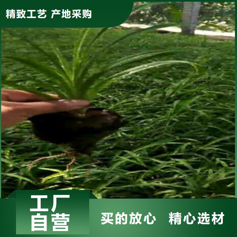 时令草花水生植物/荷花睡莲现货充足量大优惠
