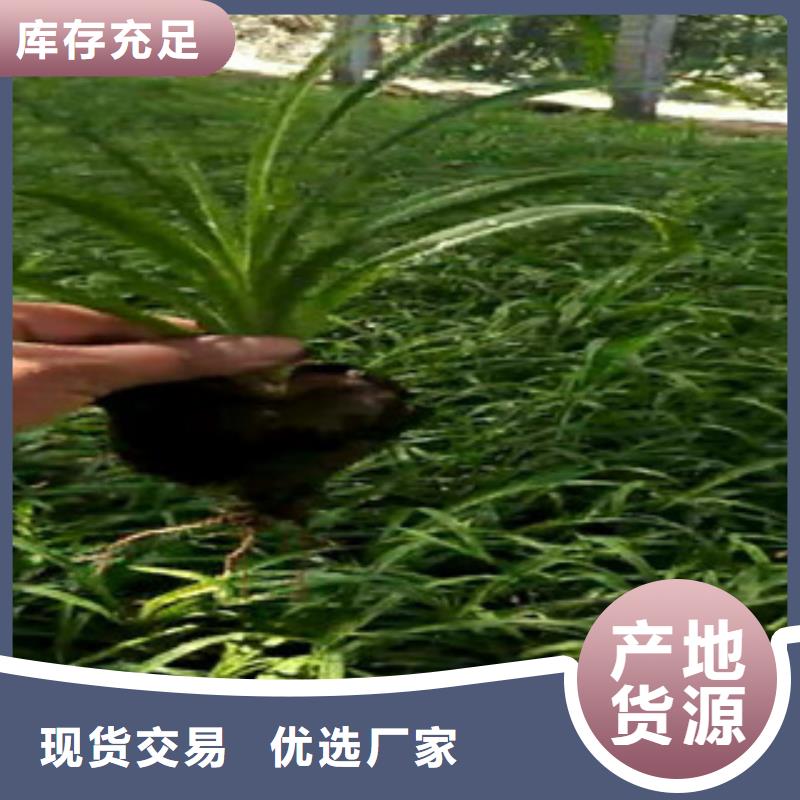 时令草花鲁冰花/粉黛乱子草一手货源源头厂家