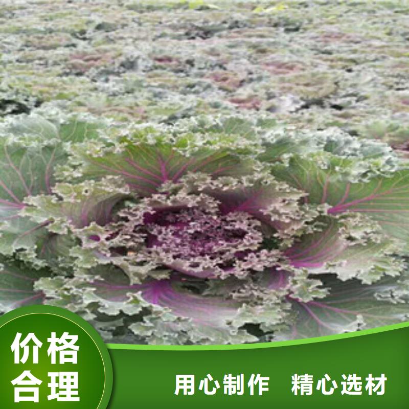 时令草花,【柳叶马鞭草/薰衣草】种类丰富