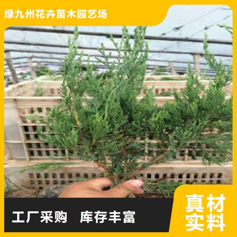 时令草花,【柳叶马鞭草/薰衣草】种类丰富