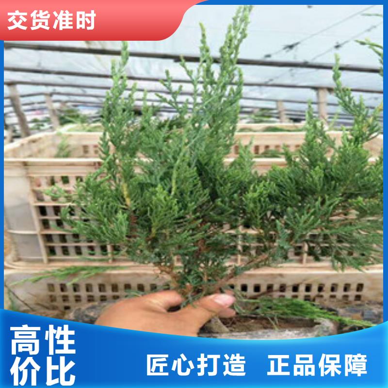 时令草花鲁冰花/粉黛乱子草一手货源源头厂家