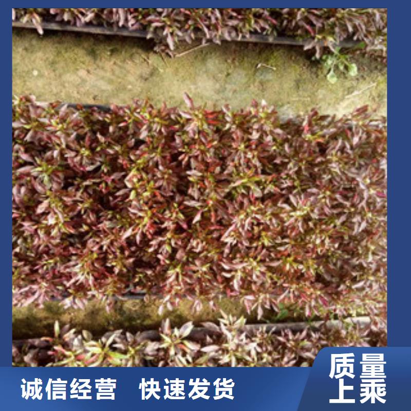 时令草花,【柳叶马鞭草/薰衣草】种类丰富