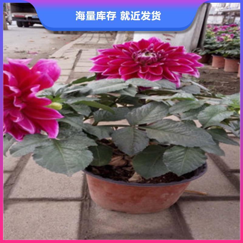 时令草花耐寒耐旱草花基地批发商
