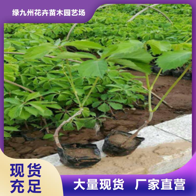 宿根花卉花海景观工程真正的源头厂家